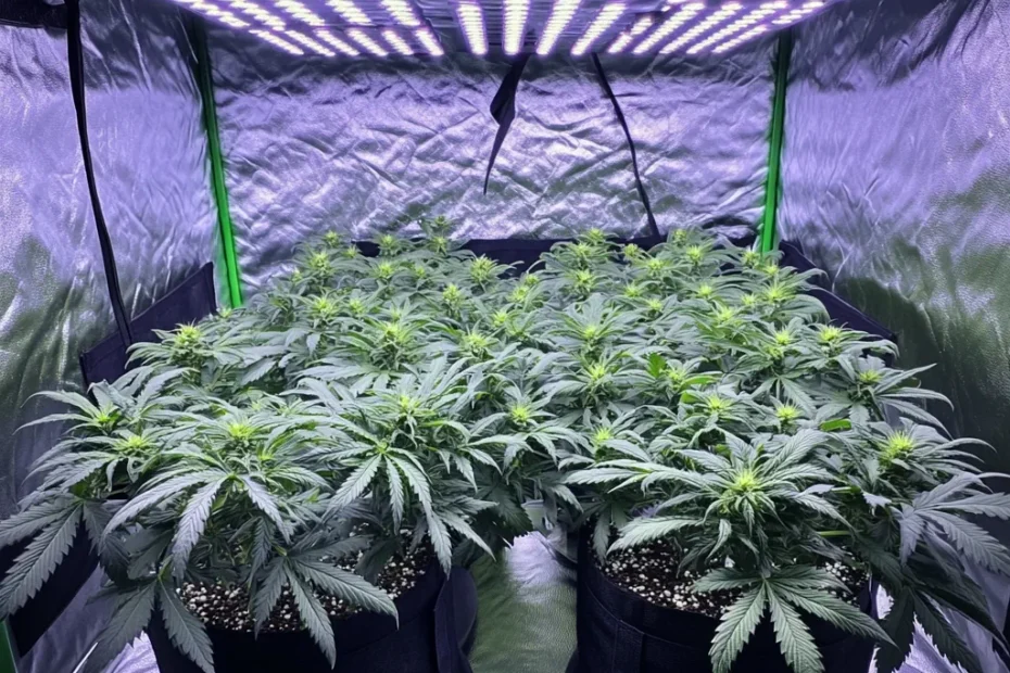 Your First Cannabis Grow: Essential Gear at All Price Points